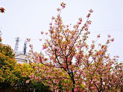 -嘉定紫藤园