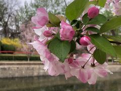 -海棠花溪(元大都城垣遗址公园)