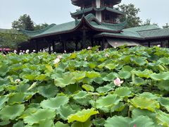 -桂湖森林公园