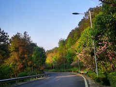 -铁山坪森林公园