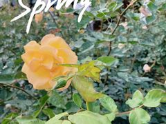 -人民公园(罗湖区)