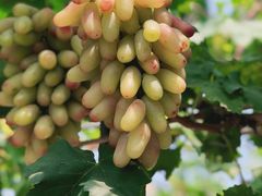 -金谷域澳洲庄园