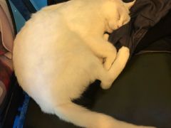 -李小姐の猫咖啡馆(五角场店)