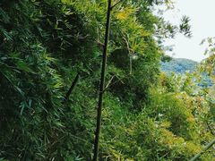 -海南槟榔谷黎苗文化旅游区