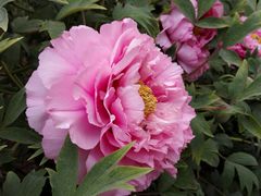 -洛阳市隋唐城遗址植物园