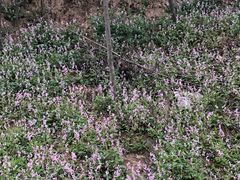 -汉长安城未央宫国家考古遗址公园