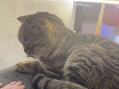 -喵园·猫主题咖啡厅·撸猫·猫咖(国贸店)