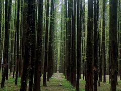 -山王坪喀斯特国家生态公园