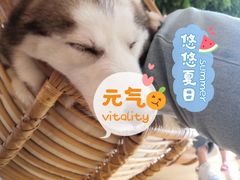 -Husky Go! 哈士奇体验馆·宠物咖啡厅狗咖