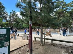 -奈良公园