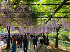 -嘉定紫藤园