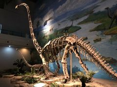 -自贡恐龙博物馆