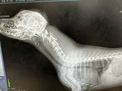 -爱侣宠医·鹦鹉专科·小型哺乳类·异宠专科(灵石路店)