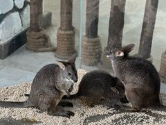 -海合安武汉极地海洋公园