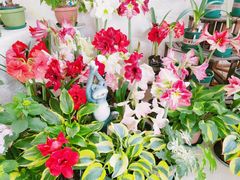 -南山植物园