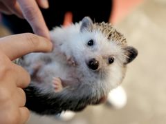 -more than meow吴止猫主题餐厅(承德 中船汇店)