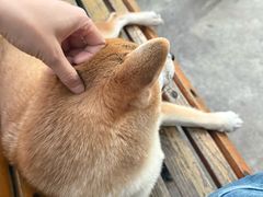 -柴犬高等学院·狗咖·柴犬售卖·宠物训练
