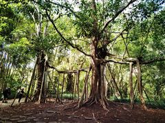 -中国科学院西双版纳热带植物园