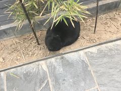 -炑羊香烤全羊(西三旗店)