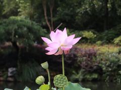 -杭州西湖柳莺里酒店