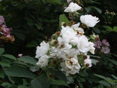 -白鹭湾湿地公园