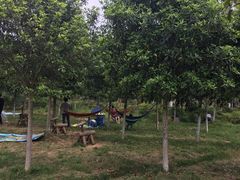 -武汉紫薇都市田园