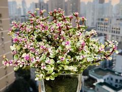 -双季花艺园艺市场(浦东店)