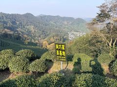 -阿巧茶庄