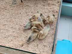 -怪兽屋·羊驼·猫咖·狗咖(俊华广场店)