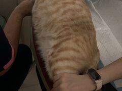 -乐琪宠物医院·犬猫专科·骨外科·急重症