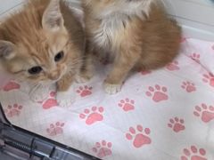 -嘉馨宠物医院·CT影像转诊·心脏科·犬猫全科诊疗中心(下沙大学城院区)