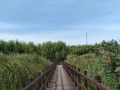 -西青郊野公园