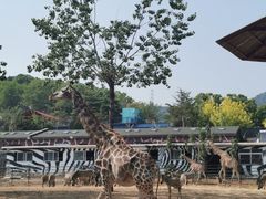 -大连森林动物园