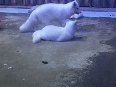 -芜湖新华联大白鲸海洋公园