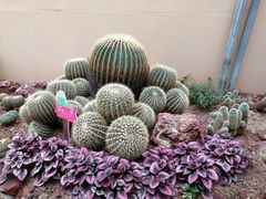 -正佳雨林生态植物园