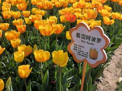 -荷兰花海
