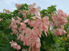 -新加坡瑞士史丹福酒店