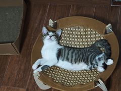 -瑞鹏宠物医院·骨科·猫科·内科(第一中心)