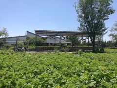 -田园东方蜜桃村的田野营地