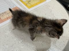 -艾贝尔宠物医院·24H转诊中心·肿瘤猫专科(江宁双龙店)