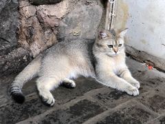 -喵屿·大理花园猫咖