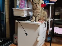 -联合动物医院(光谷诊疗中心)
