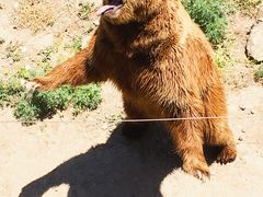 -新疆天山野生动物园