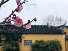 -香雪海
