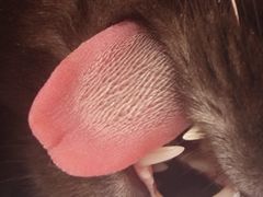 -瑞派福兴宠物医院犬猫全科·骨科·中西医结合(河东店)