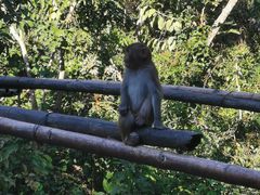 -西双版纳原始森林公园