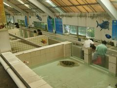 -广东惠东海龟国家级自然保护区