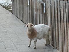 -廊坊固安福朋喜来登酒店