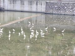 -白鹭湾湿地公园