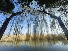 -月湖风景区